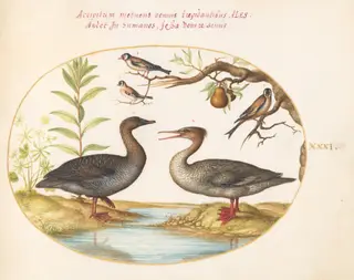Plate 31: Duck, Merganser, and Three Goldfinches, by Joris Hoefnagel, gouache, 1594