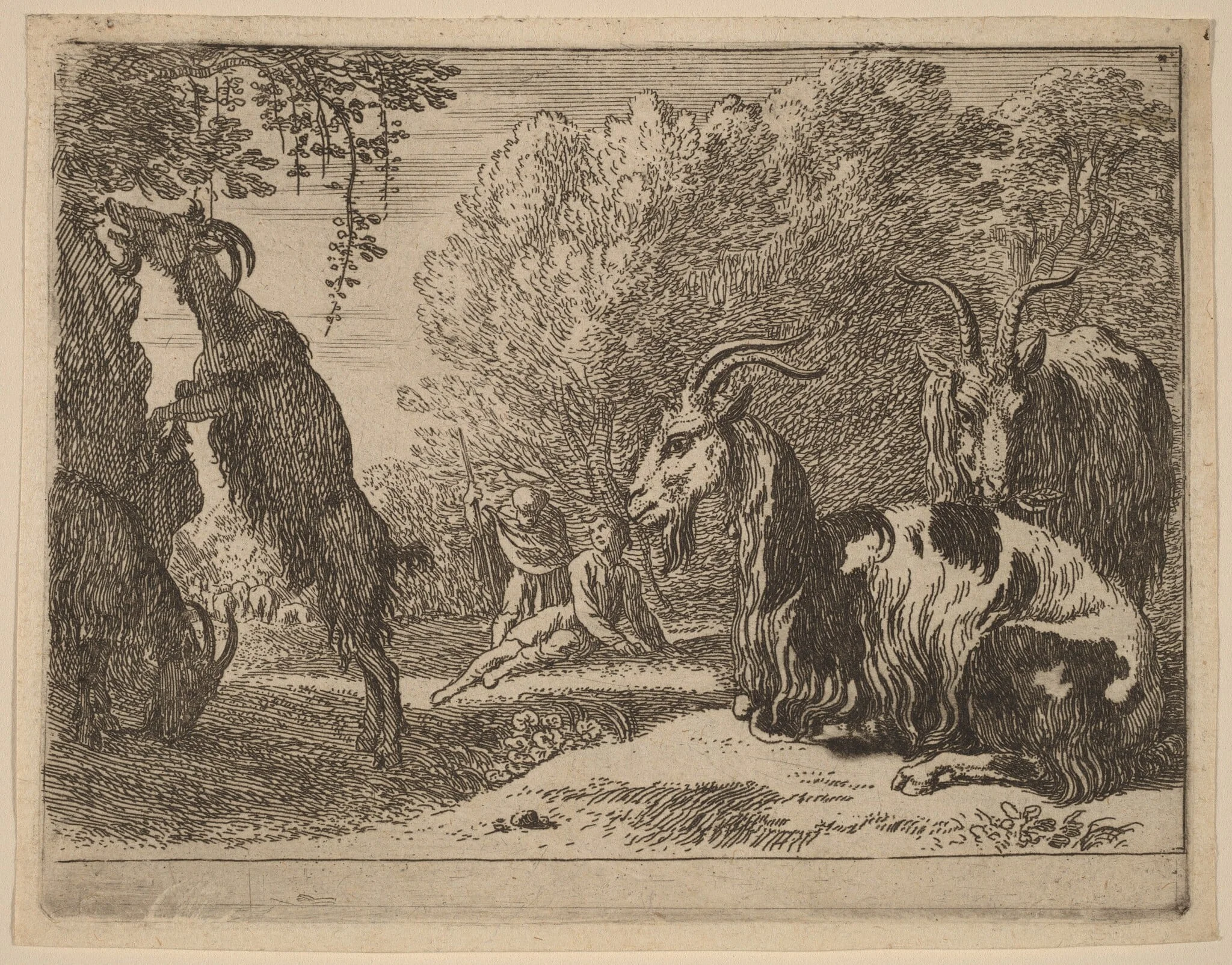Goats, detail