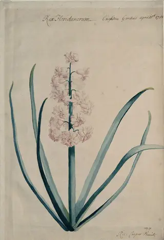 Rex Floridanorum, by Richard Cooper, watercolor, 1731