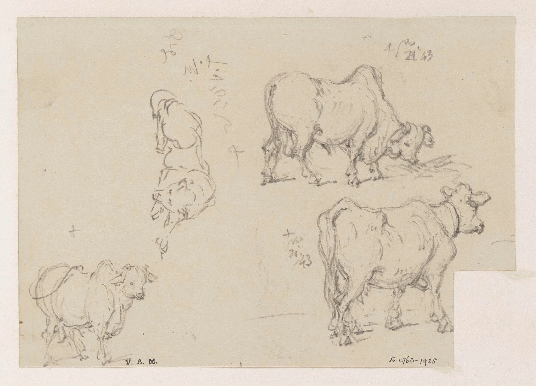 Three drawings of a cow, and one of a dog, detail