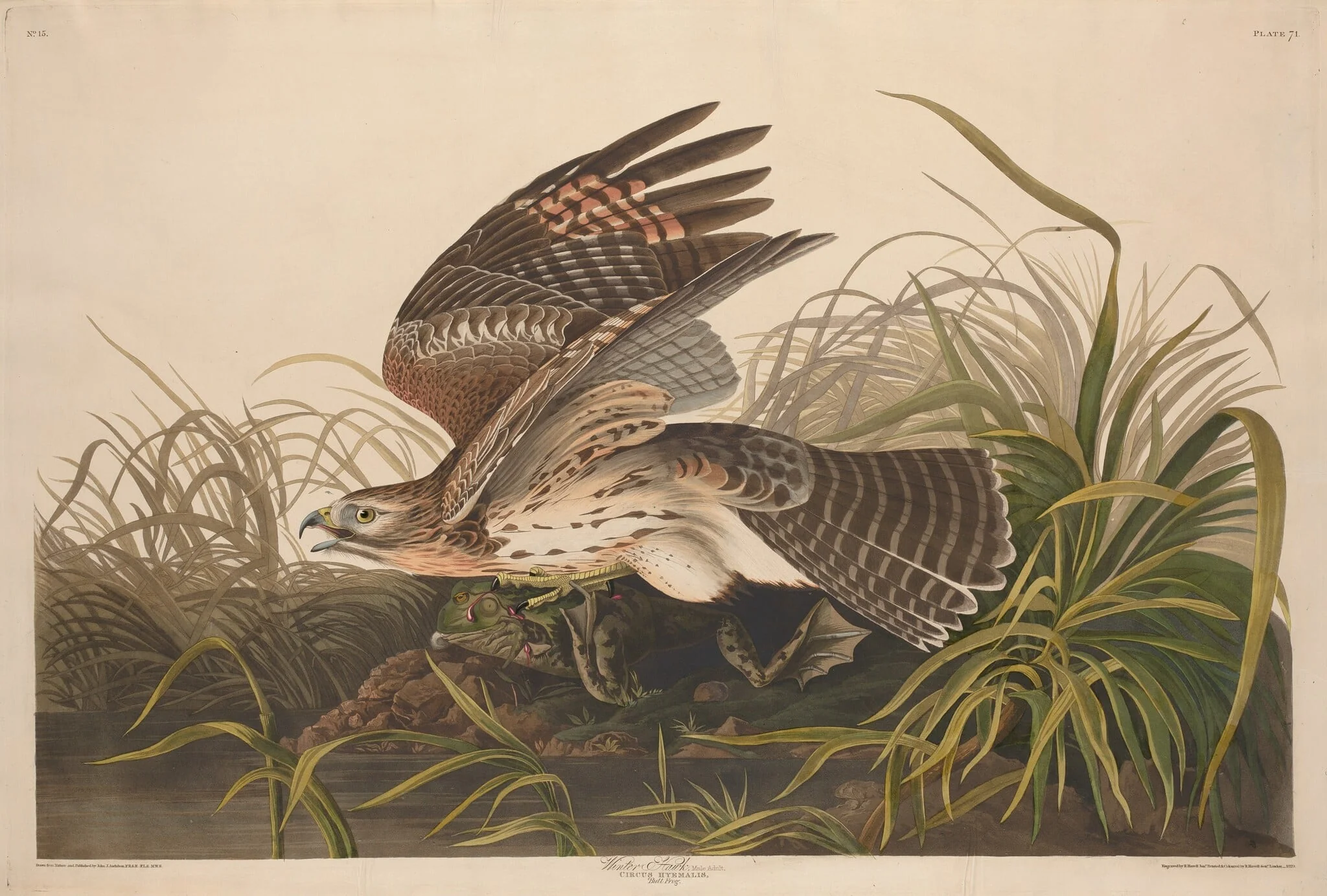 Winter Hawk, detail