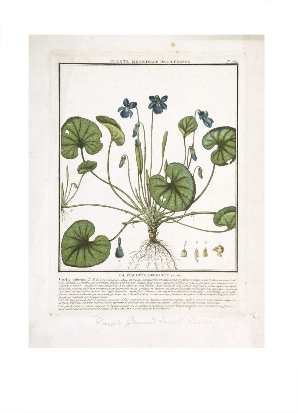Violet (Viola odorata), by Pierre Bulliard, 1788