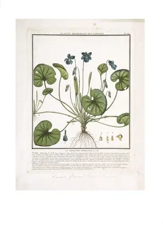 Violet (Viola odorata), by Pierre Bulliard, 1788