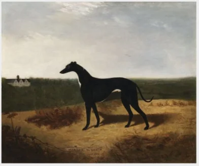 Master McGrath (1866-c.1871), Irish Racing Greyhound, detail