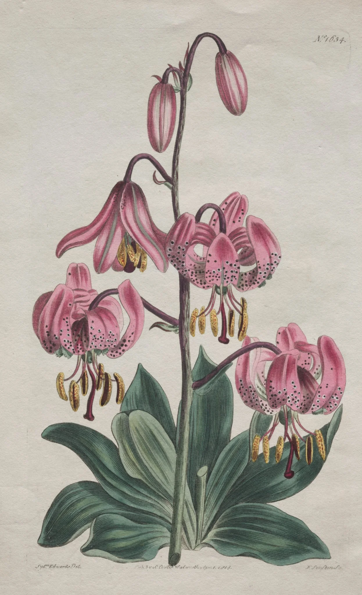 The Botanical Magazine or Flower Garden Displayed: Smooth-stalked Martagon, Turk's Cap Lily, detail