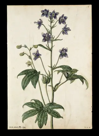 Stavesacre; Lavender, by Jacques Le Moyne de Morgues, watercolor, 1568