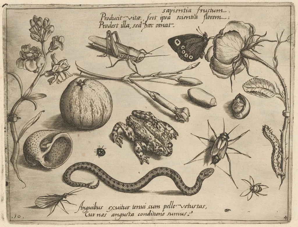 Archetypa studiaque patris Georgii Hoefnagelii [Part 4, Plate 10], by Jacob Hoefnagel, ink, 1592