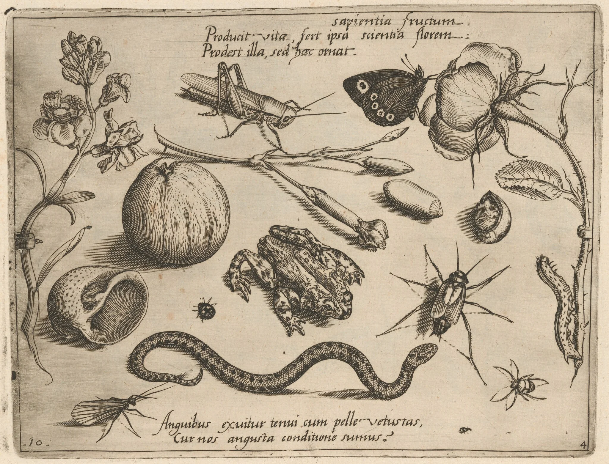 Archetypa studiaque patris Georgii Hoefnagelii [Part 4, Plate 10], detail