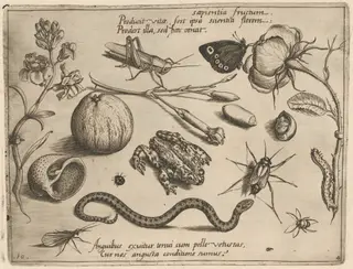 Archetypa studiaque patris Georgii Hoefnagelii [Part 4, Plate 10], by Jacob Hoefnagel, ink, 1592
