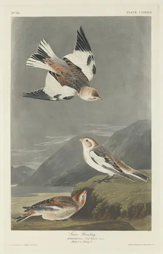Snow Bunting, by Havell, Jr., Robert, ink, 1834
