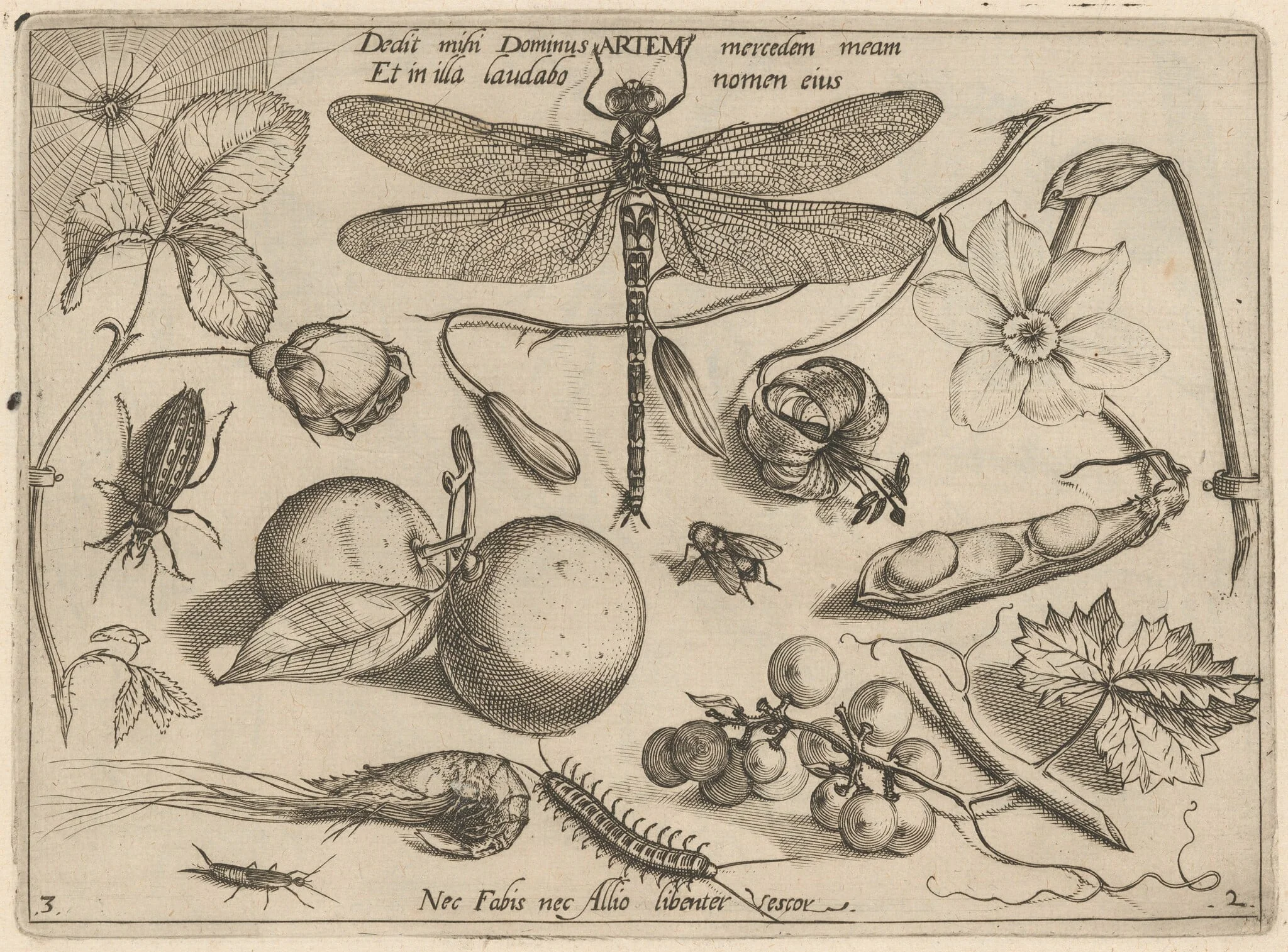 Archetypa studiaque patris Georgii Hoefnagelii [Part 2, Plate 3], detail