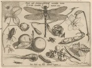 Archetypa studiaque patris Georgii Hoefnagelii [Part 2, Plate 3], by Jacob Hoefnagel, ink, 1592