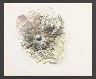 Study of a stream with boulders, by Beatrix Potter, watercolor