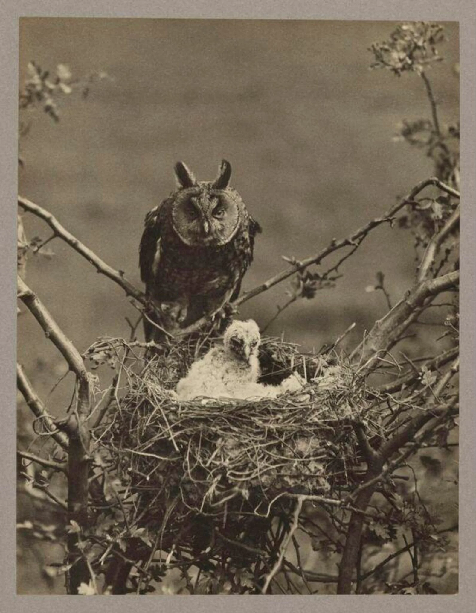 Long Eared Owl, detail