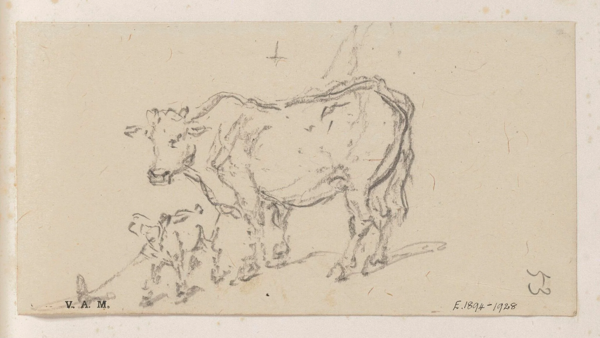 A cow and calf, detail