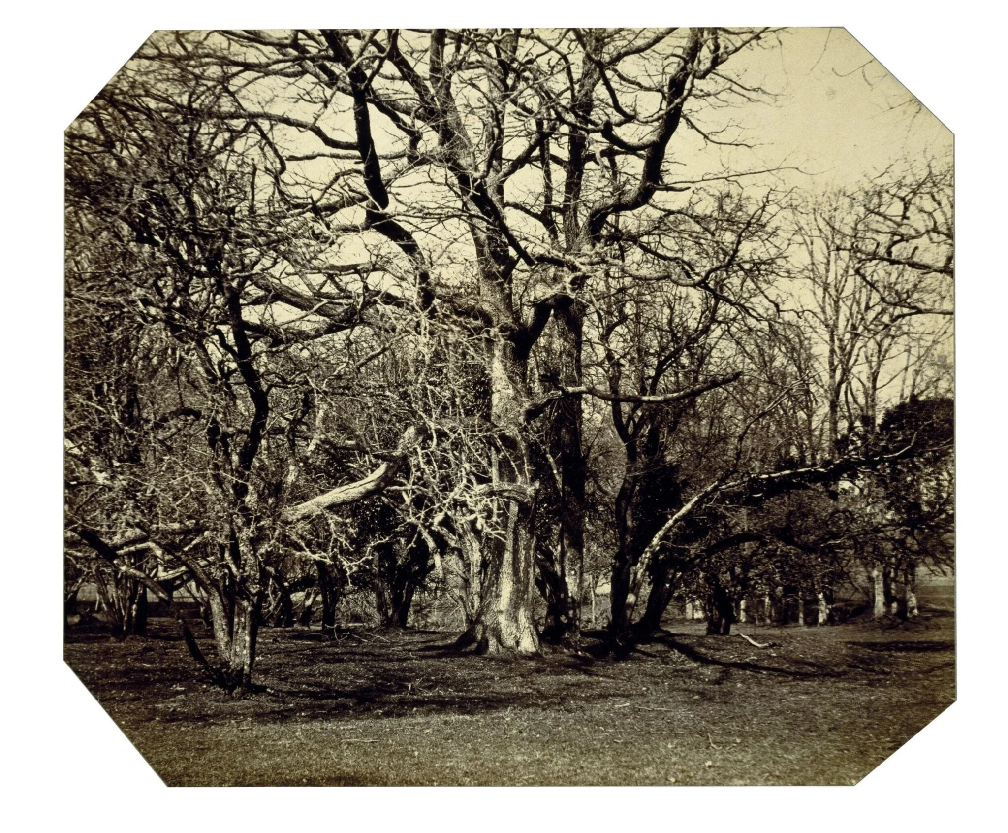 Photographic Study [Woodcock Grove, Dundrum], detail