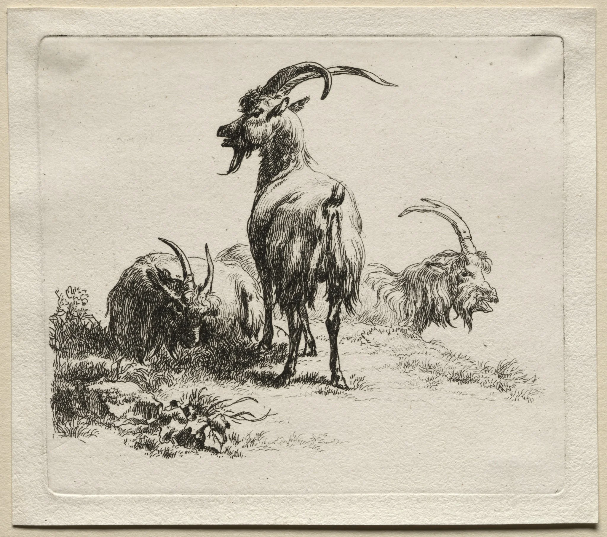 Animalia: Three Goats, detail