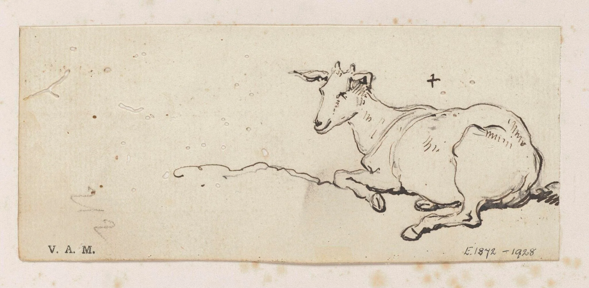 A young goat, detail