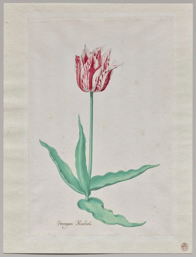 Study of a Tulip (Perregoen Machieu), detail