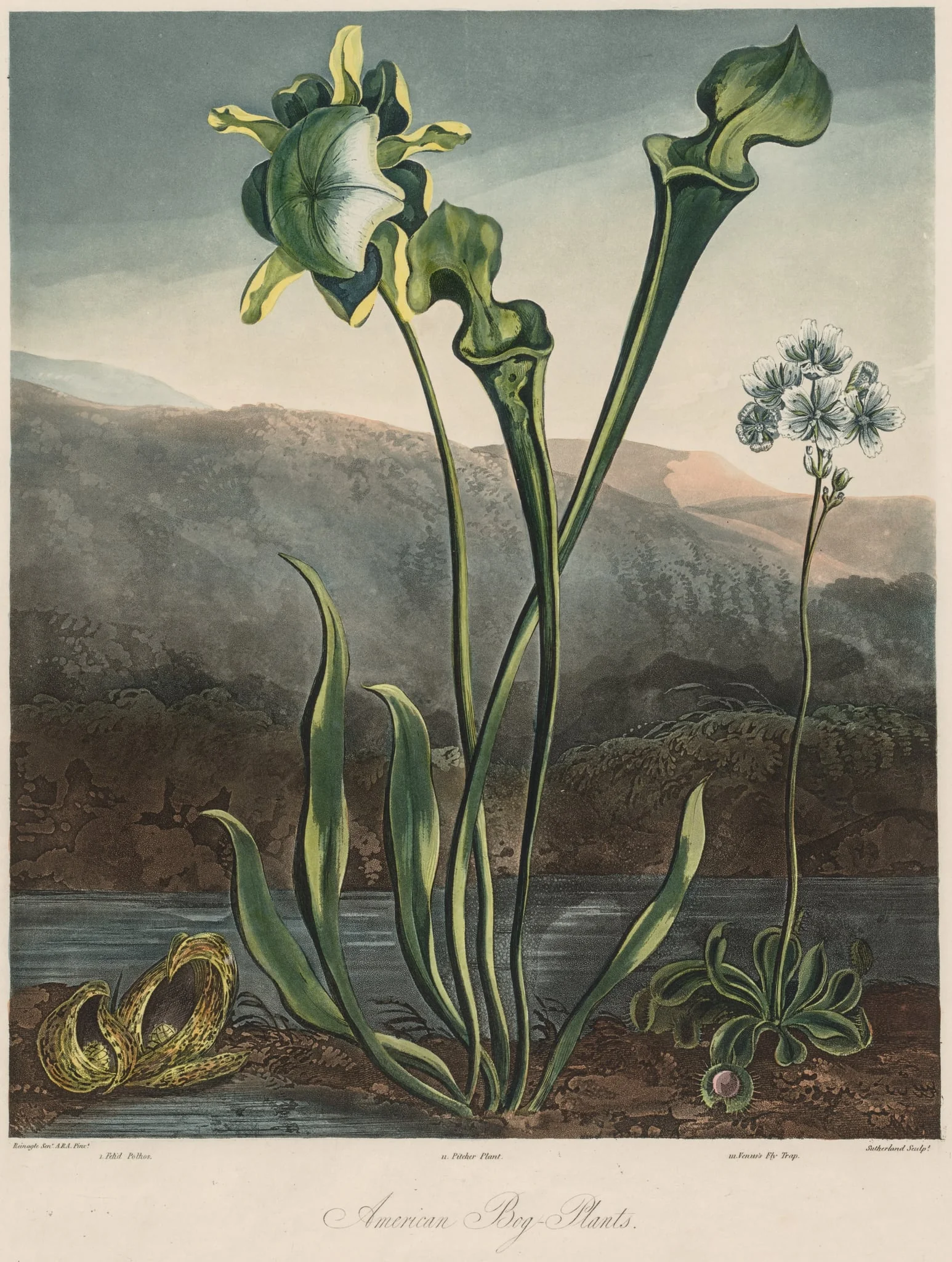 The Temple of the Flora: American Bog Plants, detail