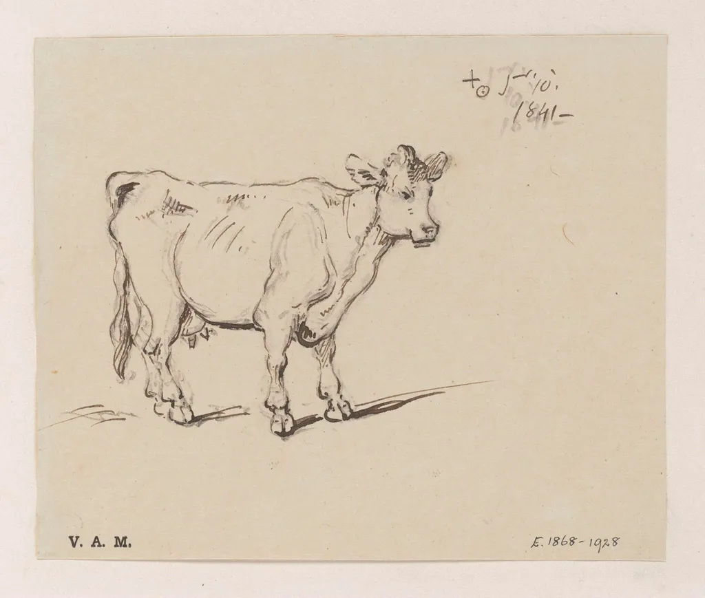 A study of a cow, by George Chinnery, 6