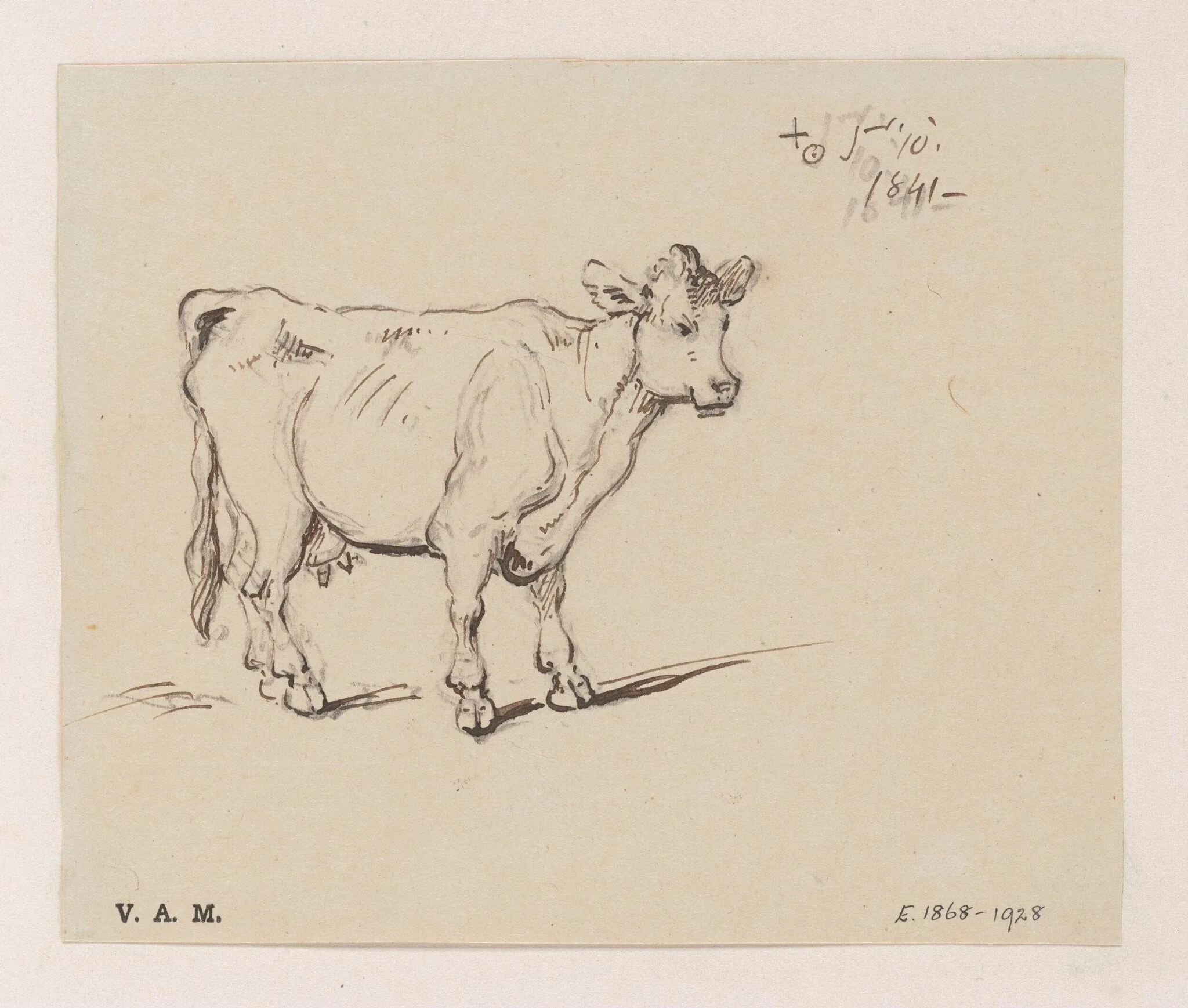 A study of a cow, detail
