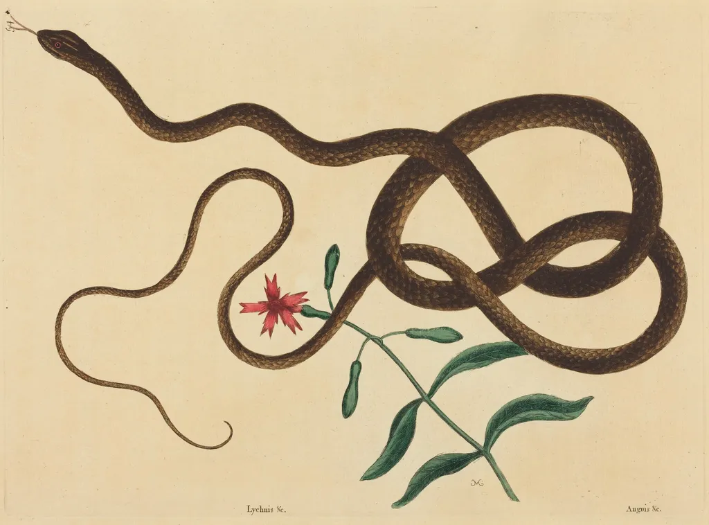 The Coach-Whip Snake (Coluber flagellum), by Mark Catesby, ink, 1737