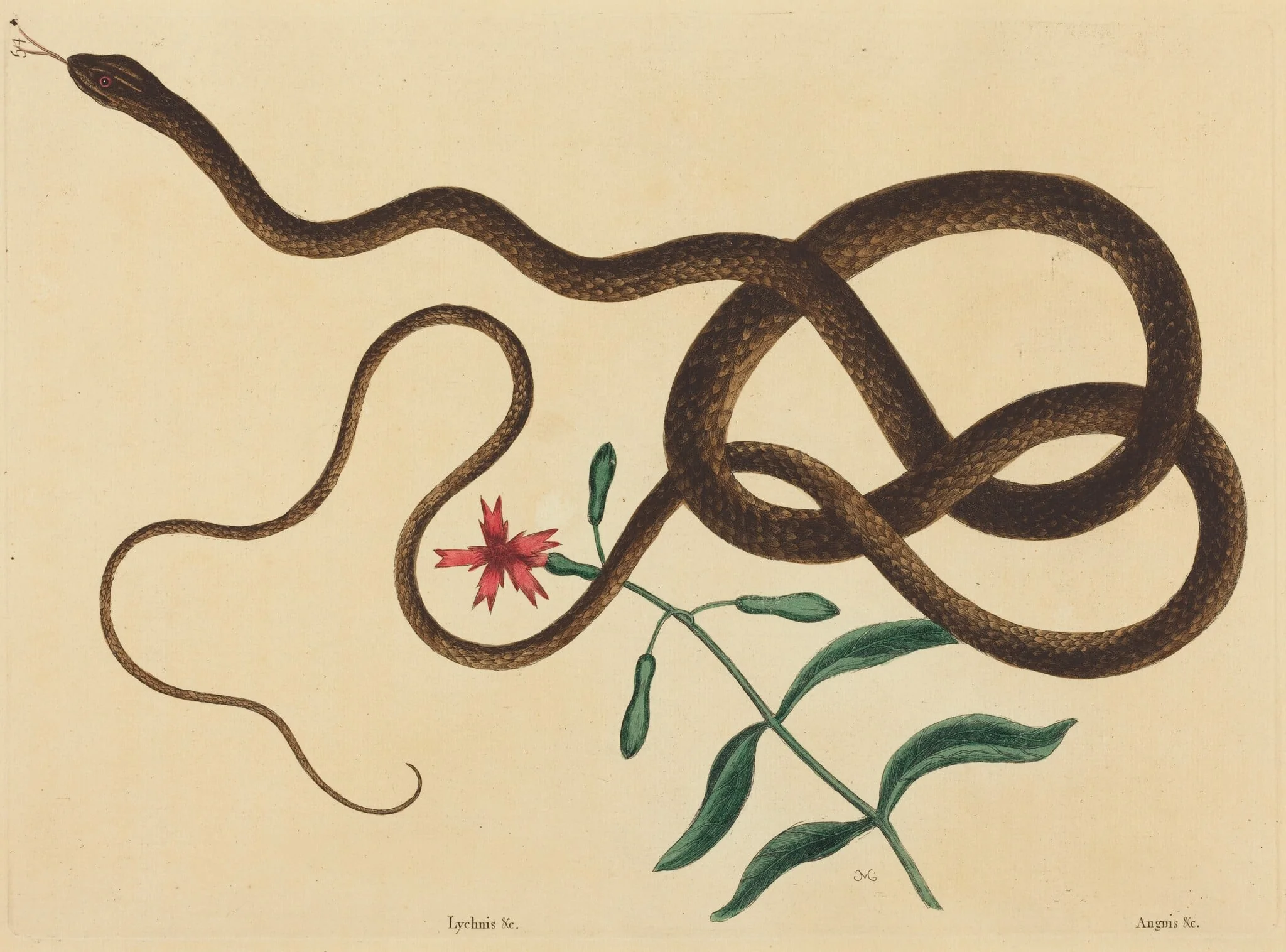 The Coach-Whip Snake (Coluber flagellum), detail