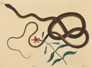 The Coach-Whip Snake (Coluber flagellum), by Mark Catesby, ink, 1737