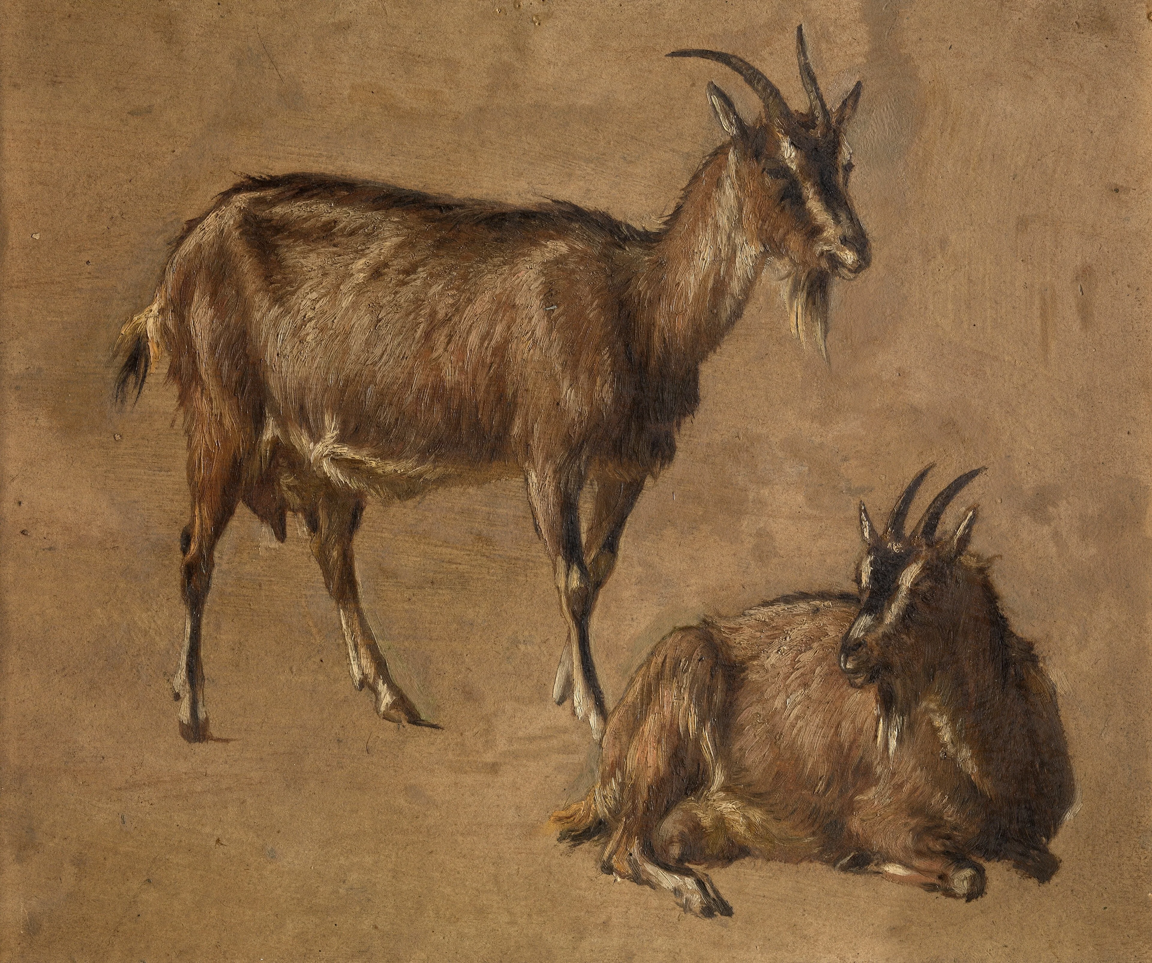 Goats, detail