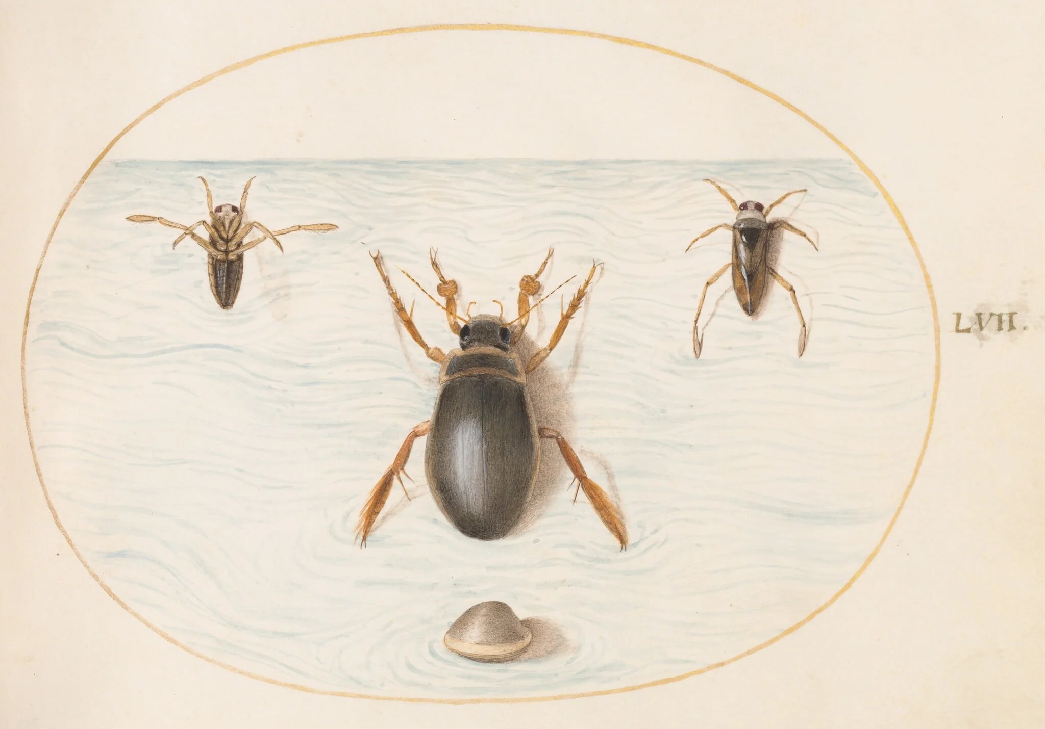 Plate 57: A Diving Beetle and Two Views of a Backswimmer, detail
