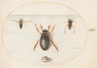 Plate 57: A Diving Beetle and Two Views of a Backswimmer, by Joris Hoefnagel, gouache, 1594