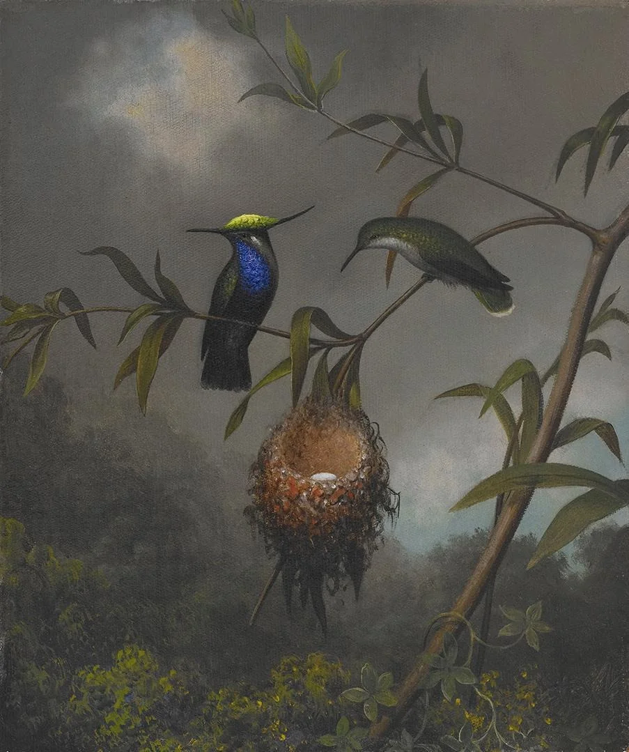 Black-breasted Plovercrest, detail