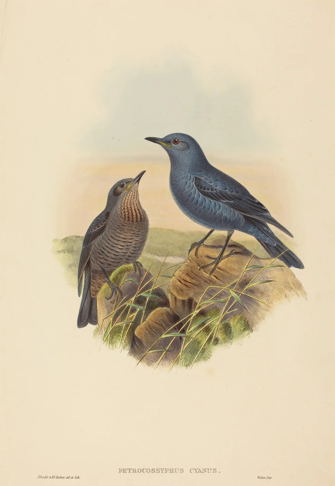 Petrocossyphus cyanus (Blue Rockthrush), detail