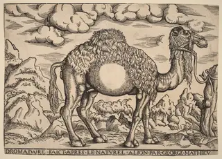 A Dromedary, by Georg Mattheus, ink, 1562