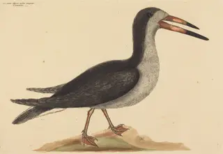 The Cutwater (Rhynchops nigra), by Mark Catesby, ink, 1737
