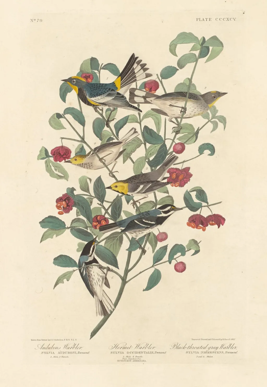 Audubon's Warbler, Hermit Warbler and Black-throated Gray Warbler, by Havell, Jr., Robert, ink, 1837