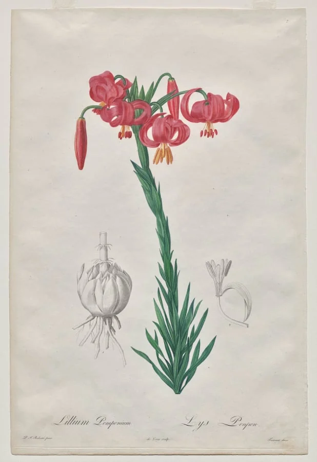 Lillium Pomponium (Turban Lily), plate 7 from Les Liliacées, detail