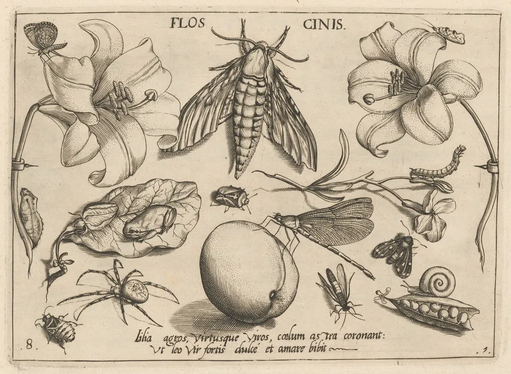 Archetypa studiaque patris Georgii Hoefnagelii [Part 1, Plate 8], by Jacob Hoefnagel, ink, 1592