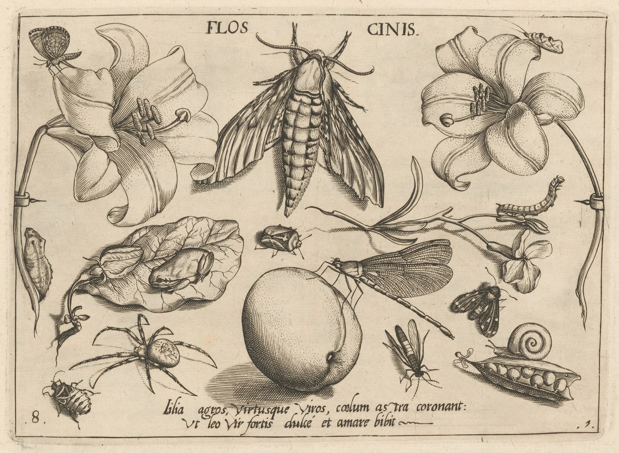 Archetypa studiaque patris Georgii Hoefnagelii [Part 1, Plate 8], detail