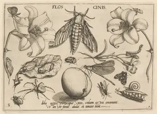 Archetypa studiaque patris Georgii Hoefnagelii [Part 1, Plate 8], by Jacob Hoefnagel, ink, 1592