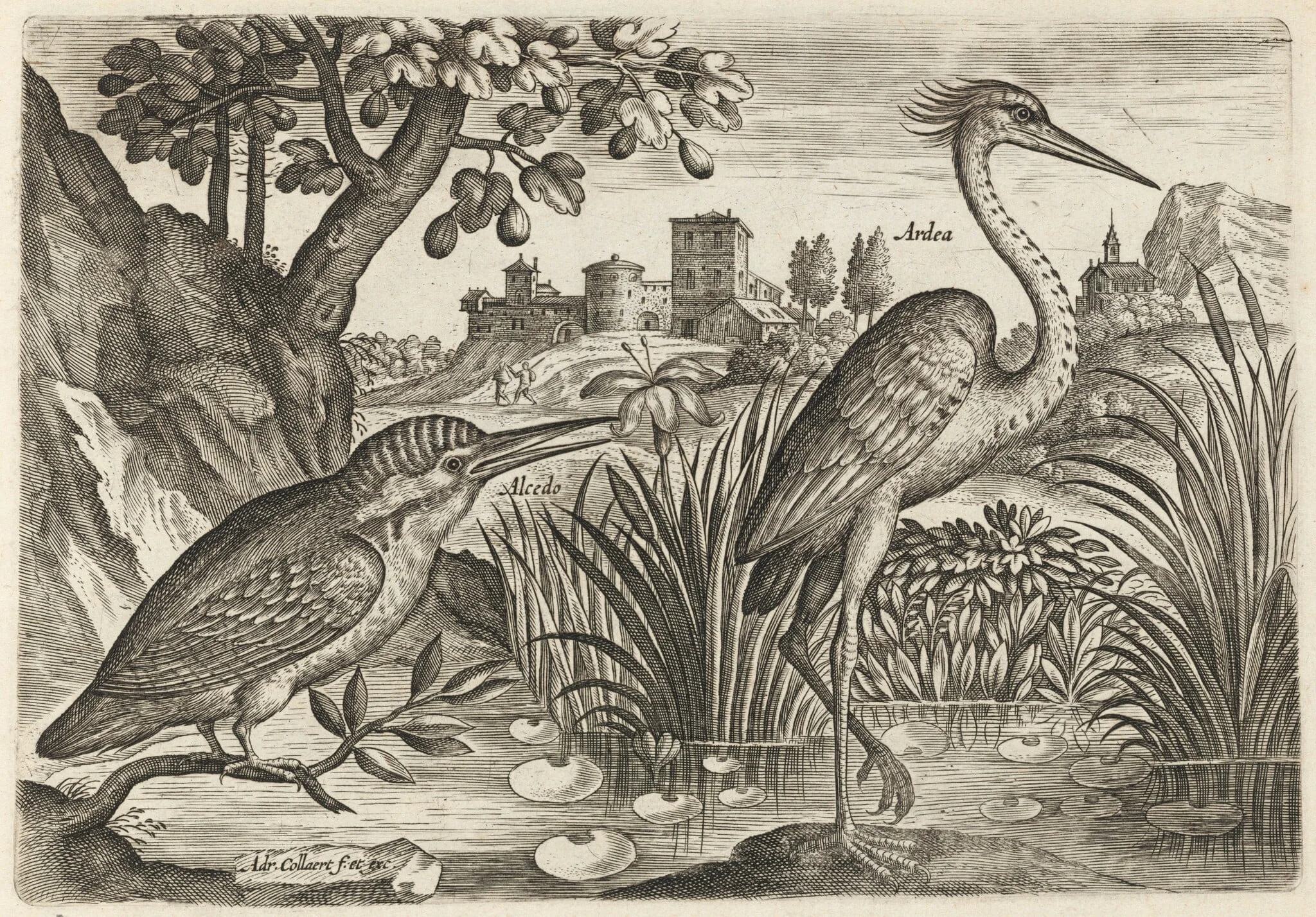 Kingfisher and Grey Heron, detail