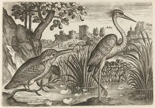 Kingfisher and Grey Heron, by Adriaen Collaert, ink, 1600