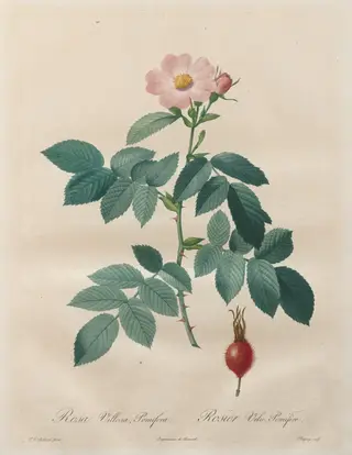 Les Roses:  Rosa villosa, pomifera, by Henry Joseph Redouté, 1820