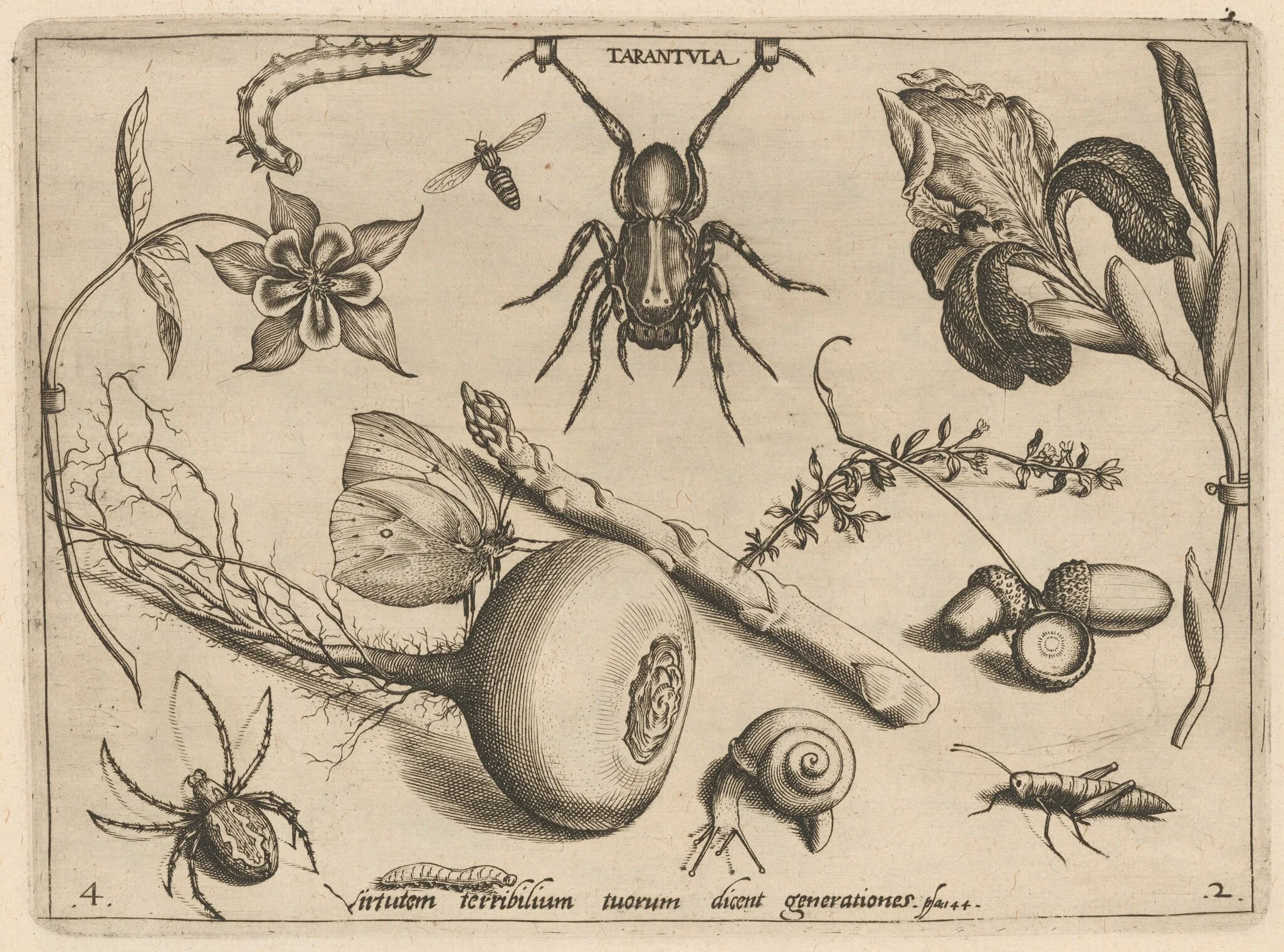 Archetypa studiaque patris Georgii Hoefnagelii [Part 2, Plate 4], detail