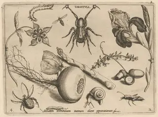 Archetypa studiaque patris Georgii Hoefnagelii [Part 2, Plate 4], by Jacob Hoefnagel, ink, 1592