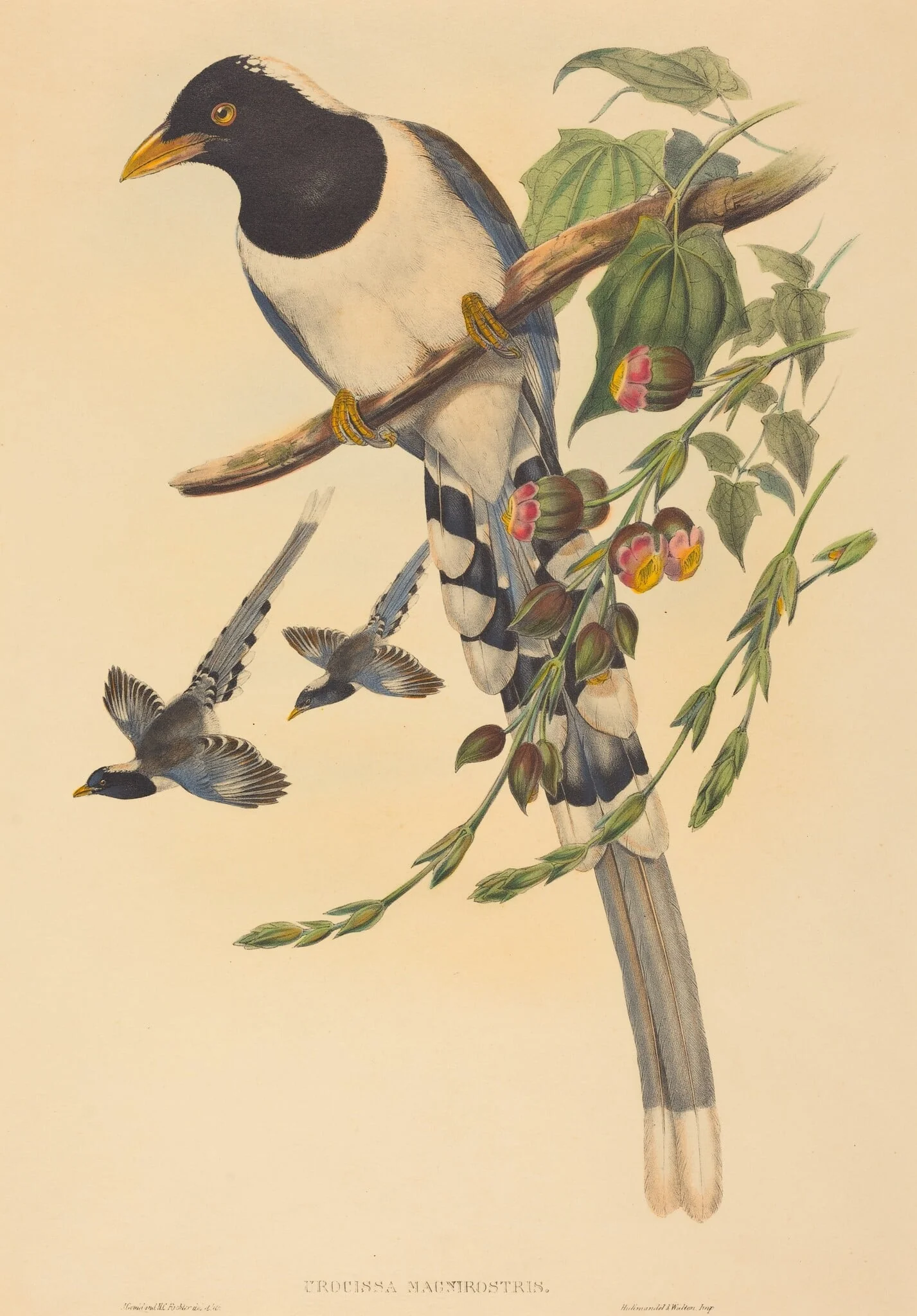 Urocissa magnirostris, detail