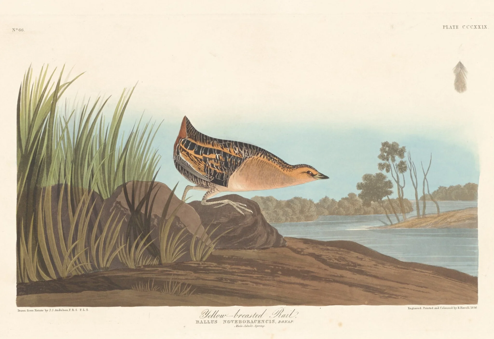 Yellow-breasted Rail, detail