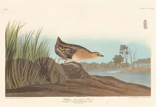 Yellow-breasted Rail, by Havell, Jr., Robert, ink, 1836