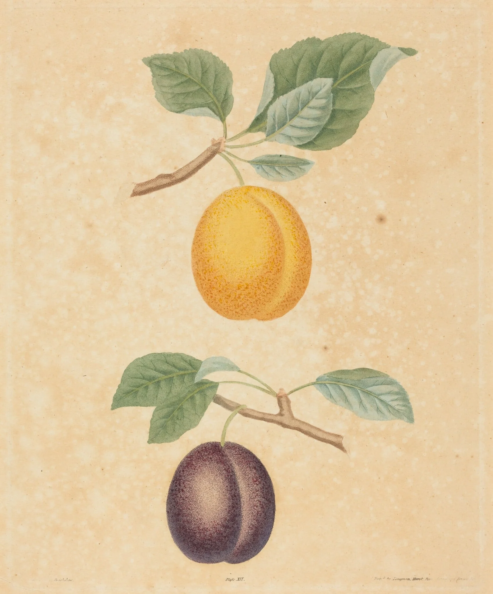 Two Plums, detail